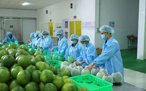 Nh&agrave; nước l&agrave;m &ldquo;kh&aacute;ch h&agrave;ng đầu ti&ecirc;n&rdquo; cho sản phẩm c&ocirc;ng nghệ Việt- Ảnh 5.