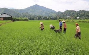Ứng dụng kỹ thuật canh t&aacute;c hữu cơ trong sản xuất l&uacute;a tại Đồng Nai- Ảnh 7.