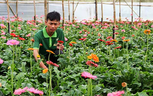 Ứng dụng c&ocirc;ng nghệ, n&acirc;ng gi&aacute; trị hoa ngoại th&agrave;nh H&agrave; Nội- Ảnh 3.