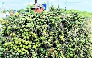 Khoa học v&agrave; c&ocirc;ng nghệ tạo lực đẩy cho c&aacute;c m&ocirc; h&igrave;nh sinh kế tại Vĩnh Long- Ảnh 4.