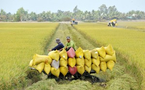Ứng dụng kỹ thuật canh t&aacute;c hữu cơ trong sản xuất l&uacute;a tại Đồng Nai- Ảnh 4.