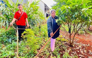Gia Lai th&uacute;c đẩy n&ocirc;ng nghiệp hiện đại từ v&ugrave;ng nguy&ecirc;n liệu- Ảnh 2.
