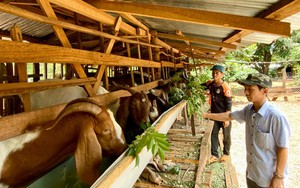 Gia Lai ứng dụng c&ocirc;ng nghệ số mở rộng thị trường cho n&ocirc;ng sản- Ảnh 3.