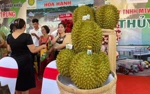 Kh&aacute;nh H&ograve;a: Chuyển giao kỹ thuật, gắn đầu ra bưởi da xanh cho đồng b&agrave;o Raglai- Ảnh 3.