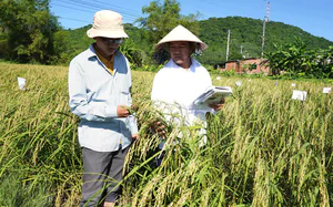 Kh&aacute;nh H&ograve;a: Chuyển giao kỹ thuật, gắn đầu ra bưởi da xanh cho đồng b&agrave;o Raglai- Ảnh 6.