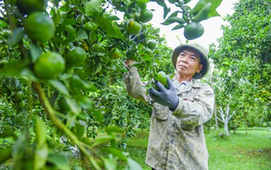 Kh&aacute;nh H&ograve;a: Chuyển giao kỹ thuật, gắn đầu ra bưởi da xanh cho đồng b&agrave;o Raglai- Ảnh 5.