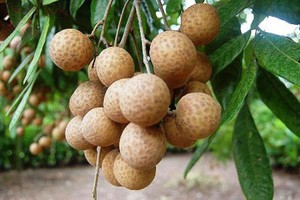 Chuyển giao kỹ thuật nu&ocirc;i ong, mở hướng sinh kế cho đồng b&agrave;o ở L&acirc;m Đồng - Ảnh 6.