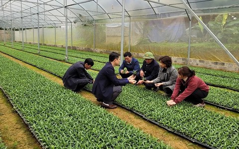 Applying biotechnology to improve pineapple variety quality in Thanh Hoa.