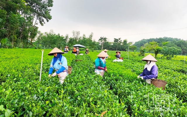 Đưa giống cây trồng mới vào sản xuất là một trong những giải pháp giúp hộ nghèo nâng cao hiệu quả sản xuất nông nghiệp, thoát nghèo bền vững. Đưa giống cây trồng mới vào sản xuất là một trong những giải pháp giúp hộ nghèo nâng cao hiệu quả sản xuất nông nghiệp, thoát nghèo bền vững.