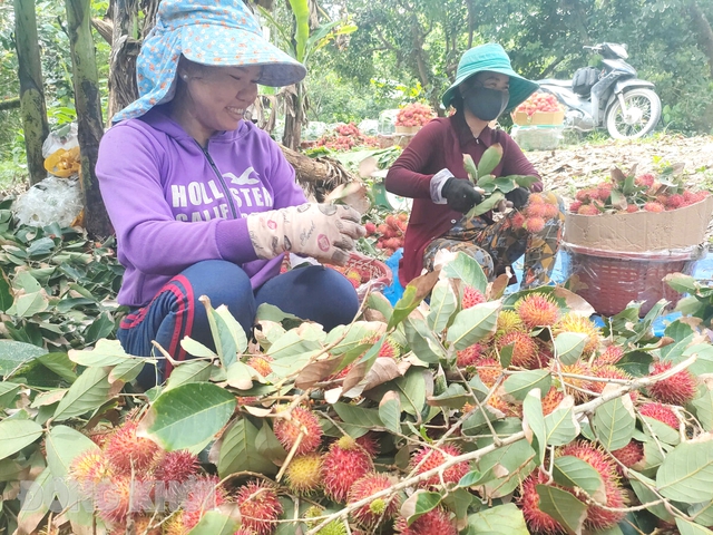 Nâng cao chuỗi giá trị trái chôm chôm - Ảnh 1.