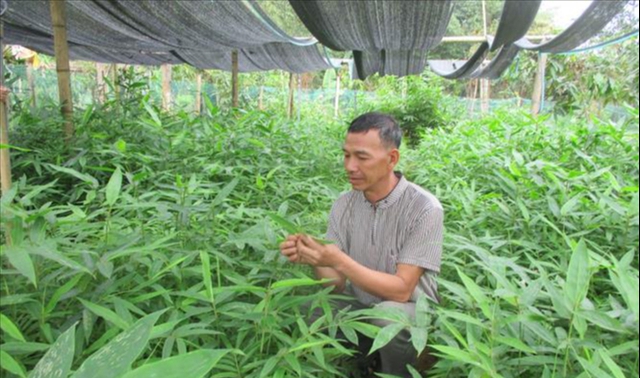 Quan Sơn (Thanh Hóa): Cây vầu mở hướng sinh kế bền vững cho vùng biên- Ảnh 1.