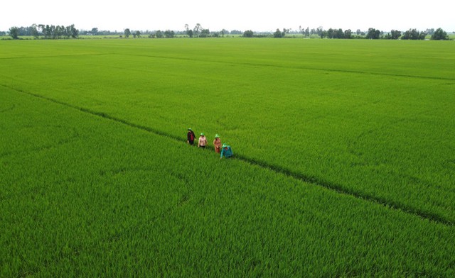 Đồng Tháp vươn lên làm giàu từ sức dân, ý chí và tri thức xanh- Ảnh 2. Đồng Tháp vươn lên làm giàu từ sức dân, ý chí và tri thức xanh- Ảnh 2.