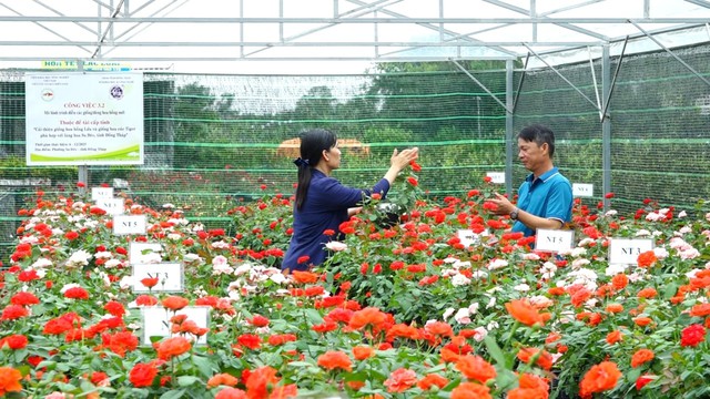 Hành trình hồi sinh giống hoa hồng Lửa Sa Đéc- Ảnh 1. Hành trình hồi sinh giống hoa hồng Lửa Sa Đéc- Ảnh 1.