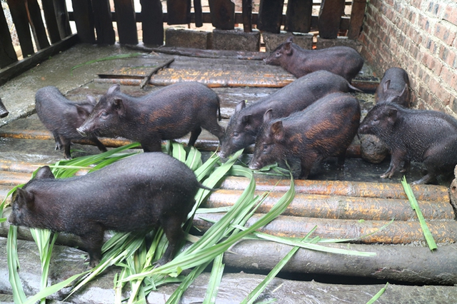 Thanh Hóa xây dựng mô hình điểm giảm nghèo từ hợp tác xã, giúp nông dân tăng thu nhập bền vững- Ảnh 1.