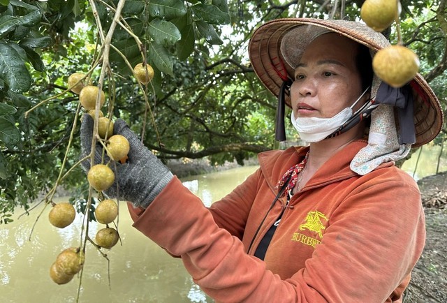 Cần Thơ: Khi nông nghiệp công nghệ cao trở thành “bệ phóng” thoát nghèo cho nhà vườn - Ảnh 1.
