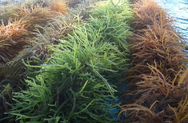 Trồng rong sụn ăn bổ dưỡng ven biển Phú Quốc của tỉnh An Giang là cách giảm nghèo tốt, ứng phó biến đổi khí hậu - Ảnh 1.