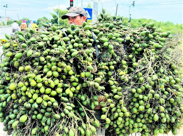 Khoa học và công nghệ mở chuỗi giá trị mới cho cây cau xứ Quảng- Ảnh 1.
