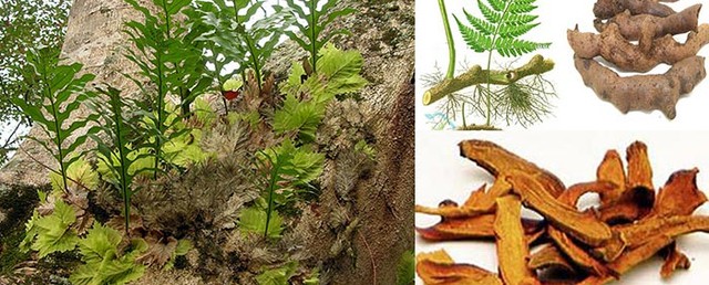 Khoa học và công nghệ mở hướng bảo tồn, phát triển cây Cốt toái bổ- Ảnh 1.