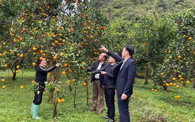 Nhiều thành tựu khoa học công nghệ đã được bà con ứng dụng để tăng năng suất, chất lượng, bảo đảm đầu ra cho sản phẩm.