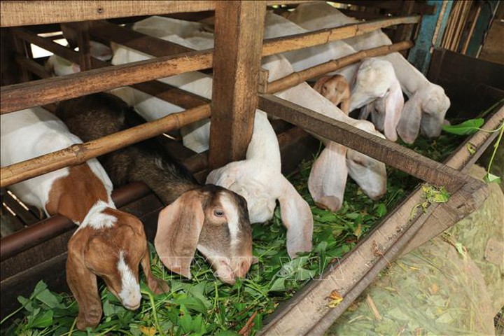 Làm giàu trên đồi Đạ Sơn - Ảnh 1.