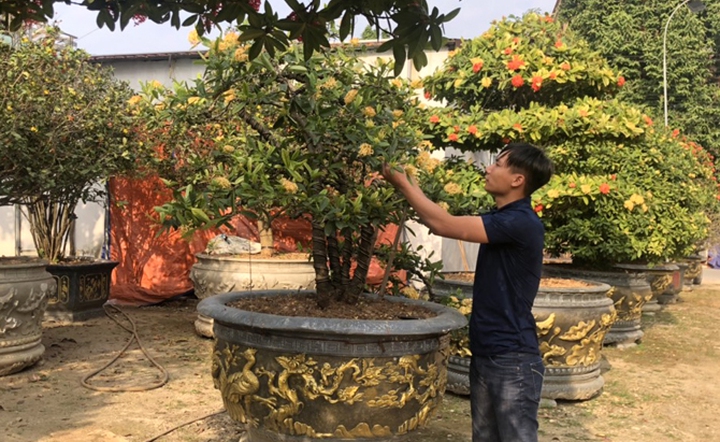 L&agrave;m gi&agrave;u từ niềm đam m&ecirc; c&acirc;y cảnh - Ảnh 1.