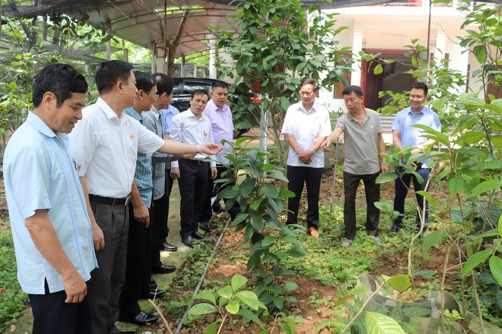 Cựu chiến binh huyện Tam Đảo thi đua làm kinh tế giỏi - Ảnh 1.