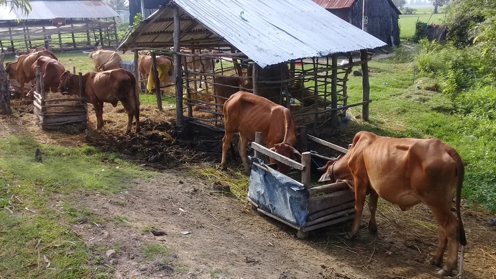 Ph&aacute;t huy hiệu quả c&aacute;c m&ocirc; h&igrave;nh hỗ trợ giảm ngh&egrave;o - Ảnh 1.