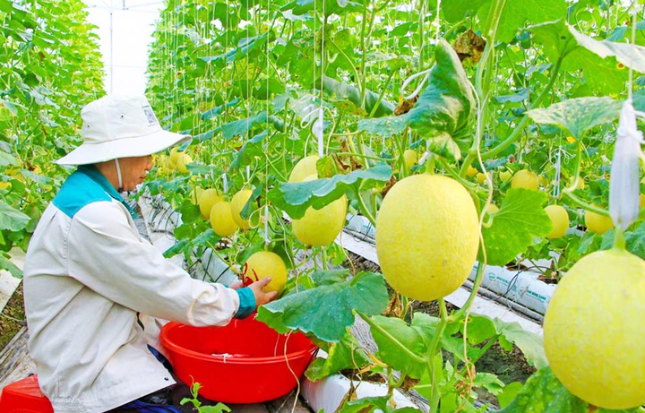 Đồng bằng sông Cửu Long: Xây dựng nông thôn mới từ nền tảng khoa học công nghệ và chuyển đổi số- Ảnh 1. Đồng bằng sông Cửu Long: Xây dựng nông thôn mới từ nền tảng khoa học công nghệ và chuyển đổi số- Ảnh 1.