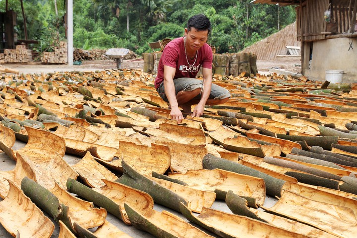 Quế Văn Yên: Hương Rừng Tây Bắc và Thương Hiệu Quốc Gia - Ảnh 2.