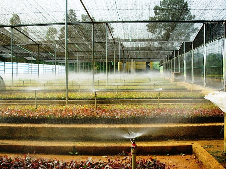 Ứng dụng công nghệ trong phát triển nguồn nguyên liệu giấy bền vững - Ảnh 1.