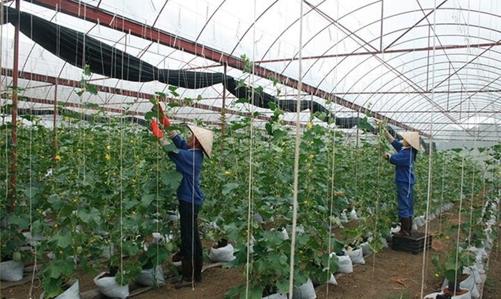 Thúc đẩy phát triển nông nghiệp ứng dụng công nghệ cao - Ảnh 1.