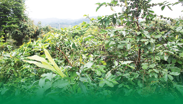 Văn hóa như động lực mềm trong chuyển đổi xanh: Xây dựng lối sống bền vững và công nghiệp văn hóa xanh ở Việt Nam- Ảnh 1.