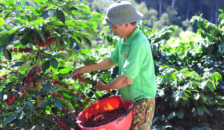 Cà phê Lâm Đồng khẳng định vị thế trên bản đồ thế giới- Ảnh 2.
