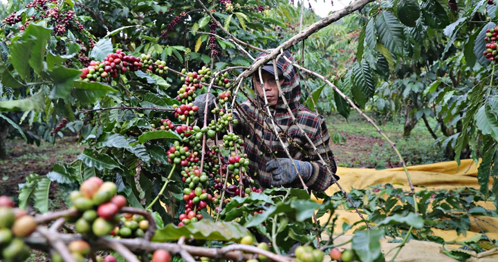 Bảo hộ chỉ dẫn địa lý “Lâm Đồng” cho sản phẩm cà phê- Ảnh 1.