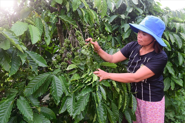 Triển khai nhiều mô hình sinh kế bền vững đến với đồng bào vùng cao Quảng Ngãi - Ảnh 1.