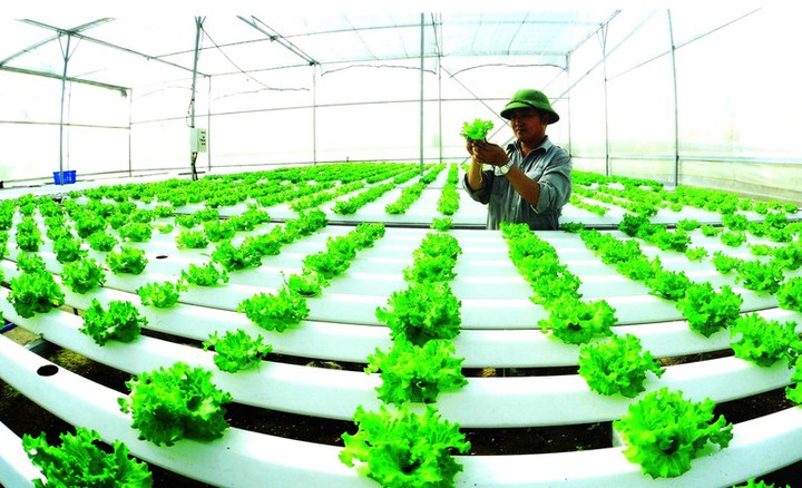 Đà Nẵng: Xây dựng nông thôn mới hiện đại, thông minh - Ảnh 1.