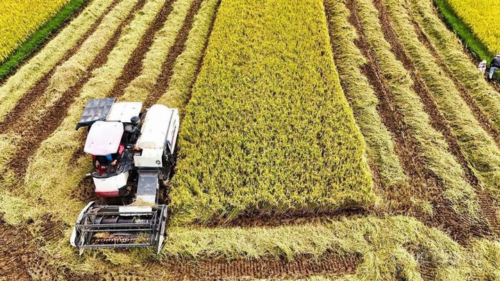 Xây dựng xã Đăk Hà trở thành vùng sản xuất nông nghiệp xanh - Ảnh 1.