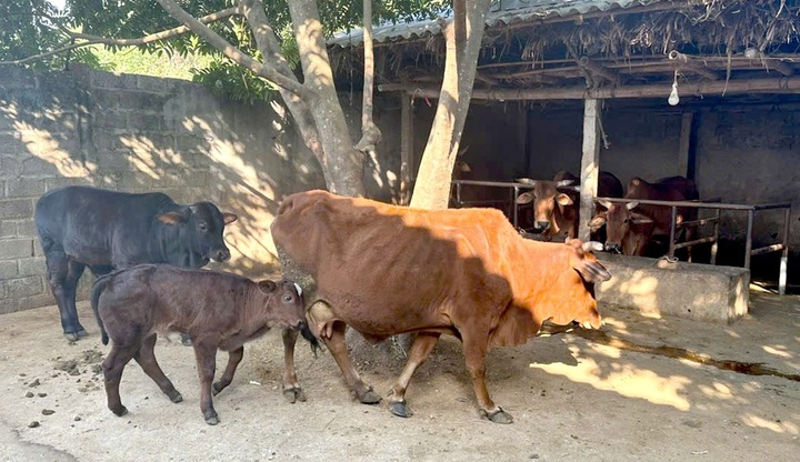 Ứng dụng tiến bộ khoa học và công nghệ phát triển chăn nuôi bò thịt cao sản - Ảnh 1.