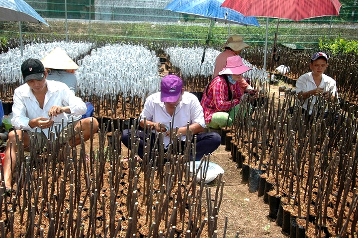 Chợ L&aacute;ch - Bến Tre: Ph&aacute;t triển n&ocirc;ng nghiệp hữu cơ, c&ocirc;ng nghệ cao, th&iacute;ch ứng với biến đổi kh&iacute; hậu - Ảnh 1.