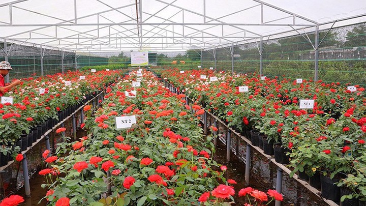 H&agrave;nh tr&igrave;nh hồi sinh giống hoa hồng Lửa Sa Đ&eacute;c- Ảnh 2.