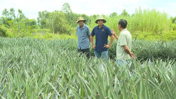 Cây dứa trở thành cây xoá nghèo của nông dân Đồng Tháp- Ảnh 2. Cây dứa trở thành cây xoá nghèo của nông dân Đồng Tháp- Ảnh 2.