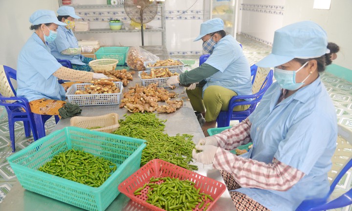 Phụ nữ Đồng Th&aacute;p ph&aacute;t huy vai tr&ograve; trong kinh tế tập thể, g&oacute;p phần giảm ngh&egrave;o bền vững- Ảnh 2.