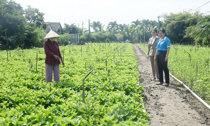 Phụ nữ Đồng Th&aacute;p ph&aacute;t huy vai tr&ograve; trong kinh tế tập thể, g&oacute;p phần giảm ngh&egrave;o bền vững- Ảnh 1.