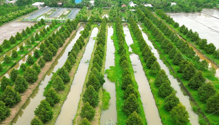 Đồng Tháp vươn lên làm giàu từ sức dân, ý chí và tri thức xanh- Ảnh 1. Đồng Tháp vươn lên làm giàu từ sức dân, ý chí và tri thức xanh- Ảnh 1.
