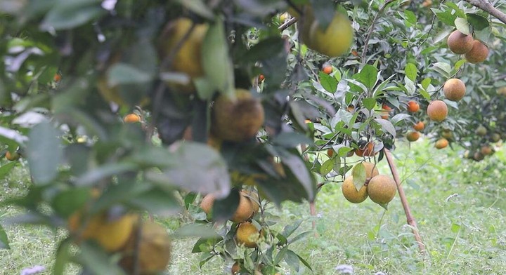 Sơn La phát triển nông nghiệp công nghệ cao, nâng cao đời sống đồng bào các dân tộc- Ảnh 1. Sơn La phát triển nông nghiệp công nghệ cao, nâng cao đời sống đồng bào các dân tộc- Ảnh 1.