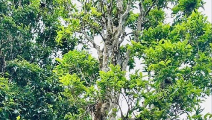 Từ rừng chè cổ thụ đến thương hiệu OCOP 3 sao, mở đường giảm nghèo bền vững- Ảnh 1. Từ rừng chè cổ thụ đến thương hiệu OCOP 3 sao, mở đường giảm nghèo bền vững- Ảnh 1.