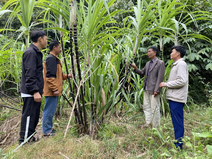 Khổng Lào (Lào Cai) đẩy mạnh ứng dụng khoa học, kỹ thuật, tạo chuyển biến trong giảm nghèo và xây dựng nông thôn mới- Ảnh 1. Khổng Lào (Lào Cai) đẩy mạnh ứng dụng khoa học, kỹ thuật, tạo chuyển biến trong giảm nghèo và xây dựng nông thôn mới- Ảnh 1.