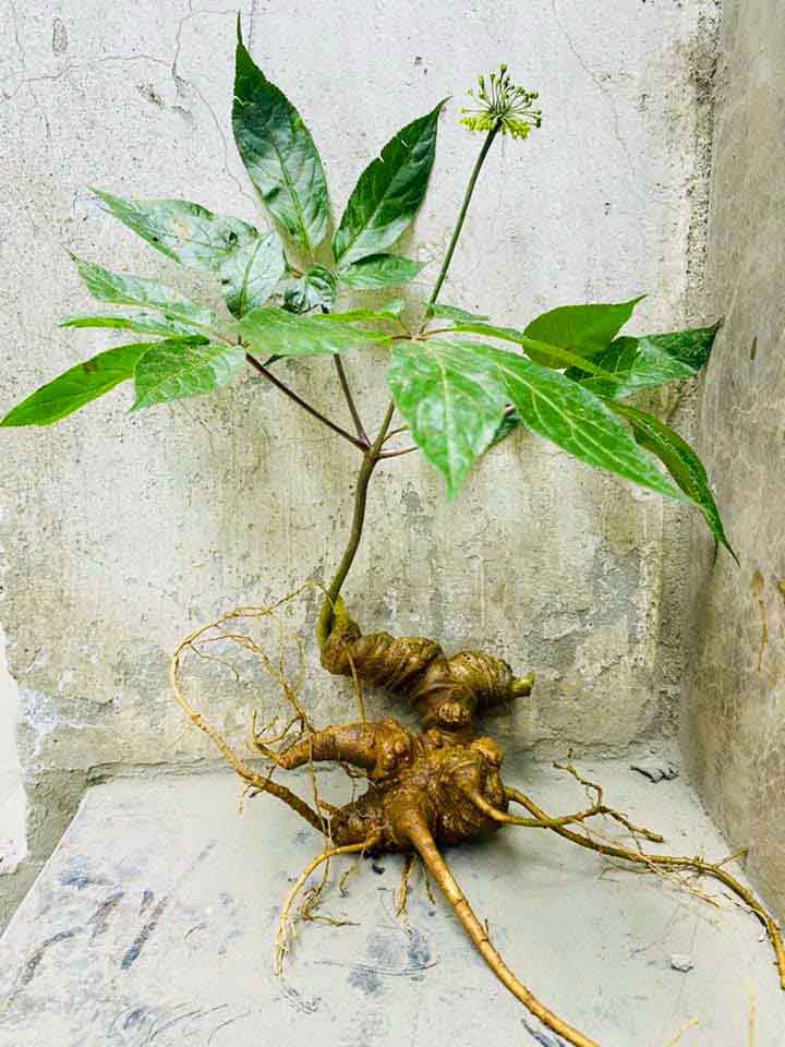 Lai Châu thúc đẩy phát triển cây dược liệu gắn với giảm nghèo bền vững- Ảnh 1. Lai Châu thúc đẩy phát triển cây dược liệu gắn với giảm nghèo bền vững- Ảnh 1.