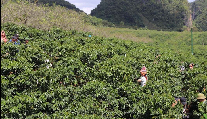 Sơn La phát triển nông nghiệp công nghệ cao, nâng cao đời sống đồng bào các dân tộc- Ảnh 2. Sơn La phát triển nông nghiệp công nghệ cao, nâng cao đời sống đồng bào các dân tộc- Ảnh 2.