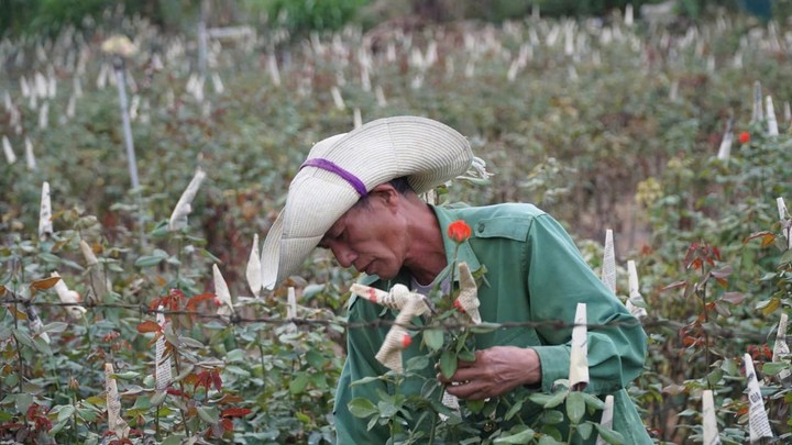 Lai Châu phát huy hiệu quả các mô hình nông nghiệp trong công tác giảm nghèo- Ảnh 1. Lai Châu phát huy hiệu quả các mô hình nông nghiệp trong công tác giảm nghèo- Ảnh 1.